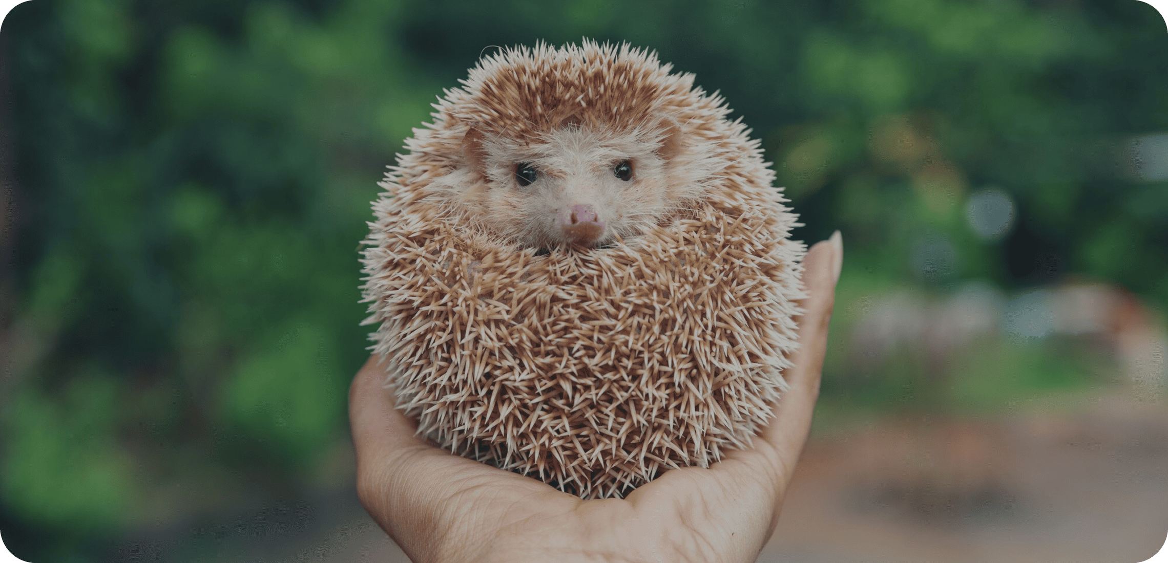 Premium Technologies project